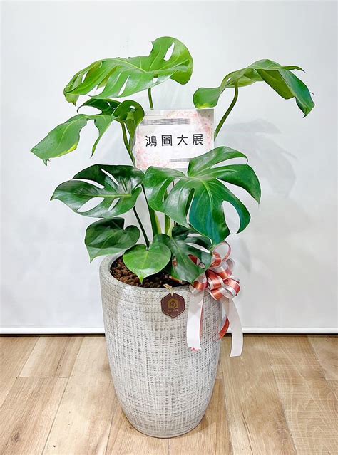 植栽網|盆栽哪裡買？ 5間超人氣網路植物店家推薦，室。